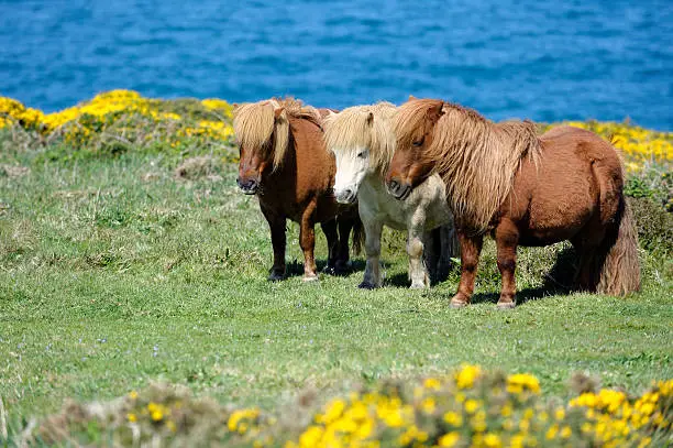 "Wild Shetland Ponys standing on a meadow above the atlantic ocean, Cornwall, UK."