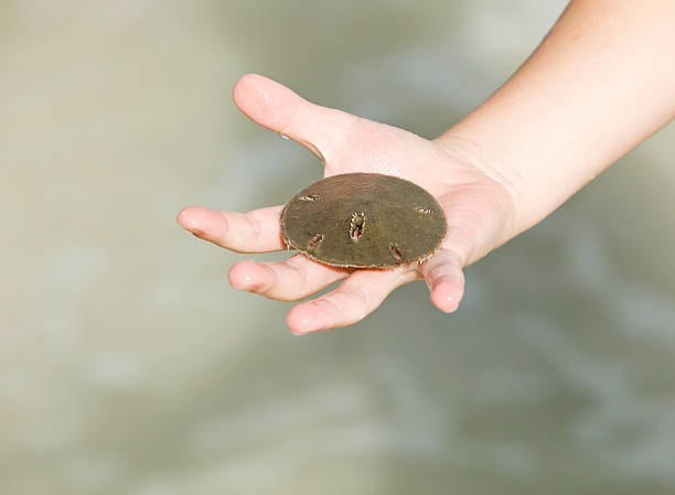 istock Child Hand Holding Live Sand Dollar 184985279
