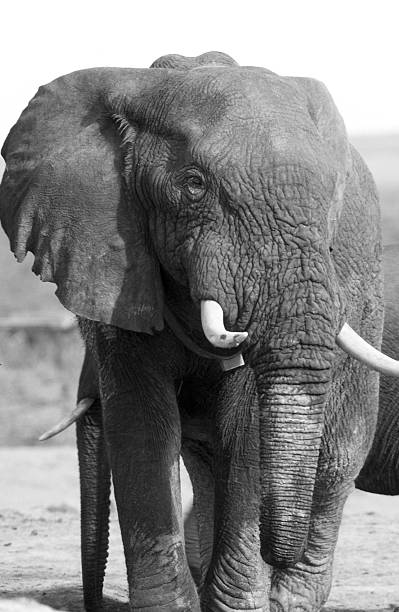 istock South Africa, African elephant. 184985418