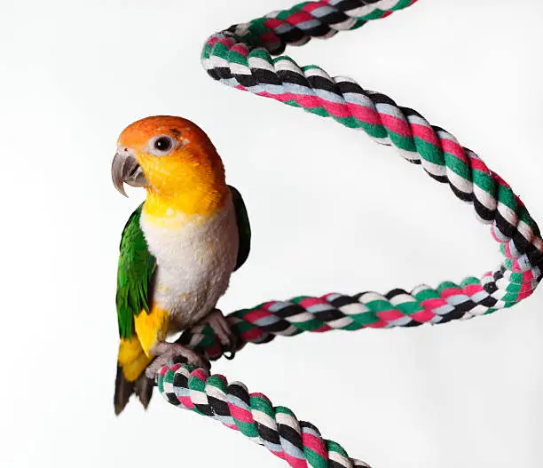 White Bellied Caique perched on rope with a white background