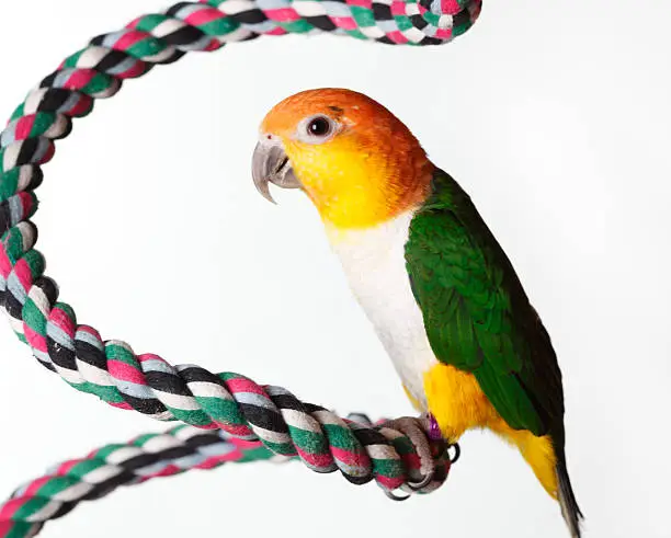 White Bellied Caique perched on a rope with a white background