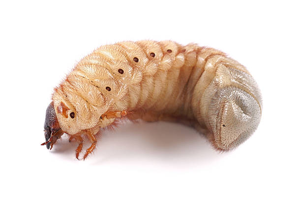 istock Rhinoceros beetle (Xylotrupes gideon), larva on white background 184985911