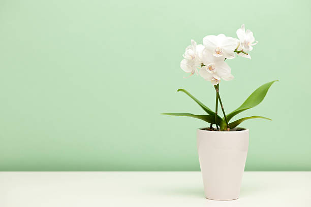 blanc, orchidée - white green indoors studio shot photos et images de collection