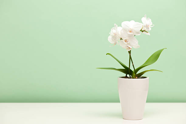 White orchid in a white case against mint green background "a sprig of white orchids shot in a studio against a light green background," orchid photos stock pictures, royalty-free photos & images