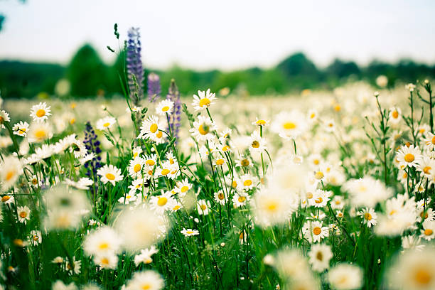 istock meadow with marguerties in spring 184986099