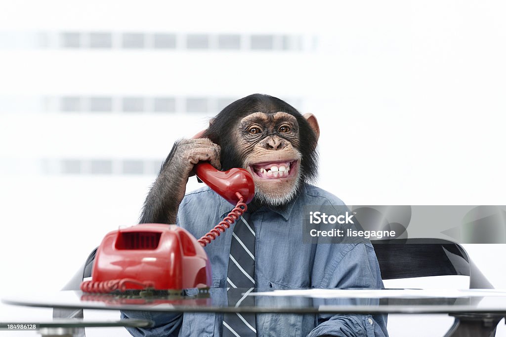 Hombre de negocios en ropa chimpancé - Foto de stock de Mono - Primate libre de derechos