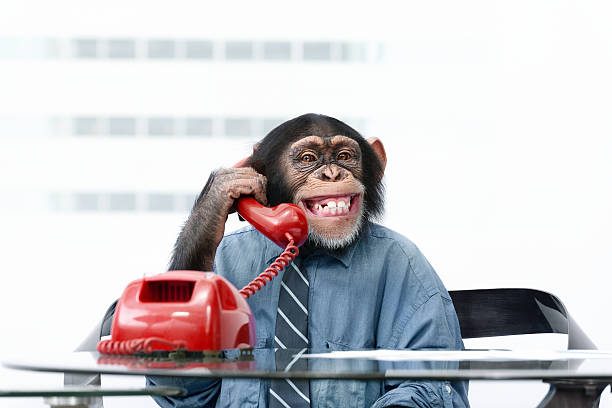 hombre de negocios en ropa chimpancé - telephone chimpanzee monkey on the phone fotografías e imágenes de stock