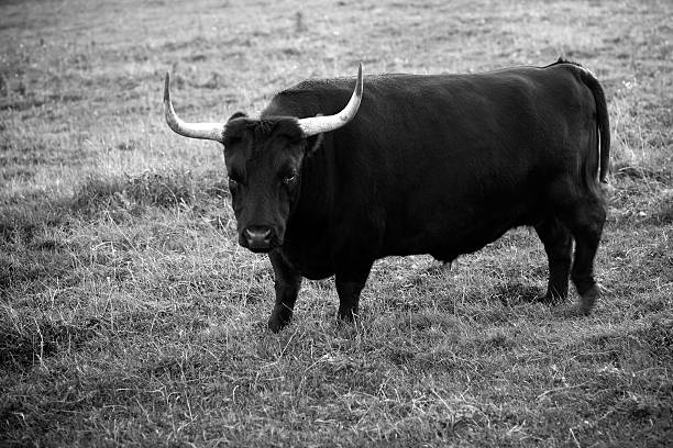 istock Bull On The Garden. 184986189