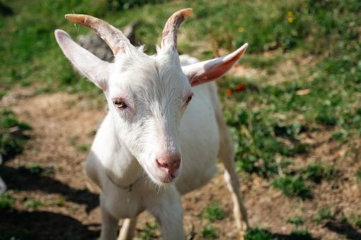 Portrait of an Anglo Nubian goat