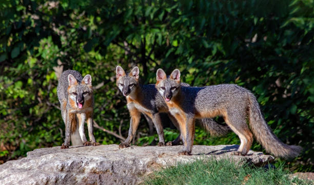 Gray Fox Trio Poses for Photo