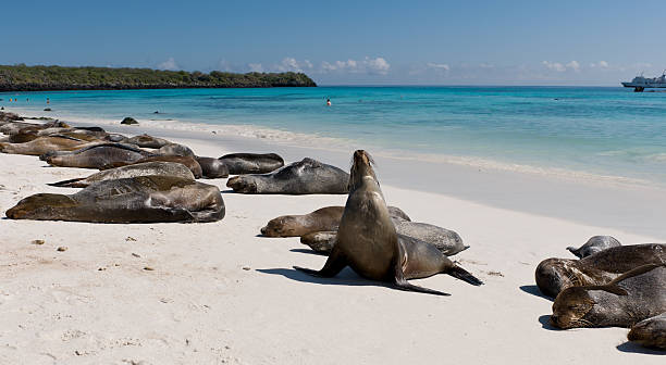 istock Galapagos Seal Lions on a beach 184986773