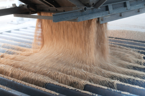 Harvested wheat being poured from a truck into a grain elevator.  The wheat is a light brown color and is being poured off of a gray surface extending from the truck.  The wheat is being poured into a gray metal grate.