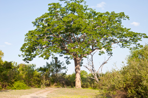 Big mahoganhy tree in Selous National ReserveSee also my LB: