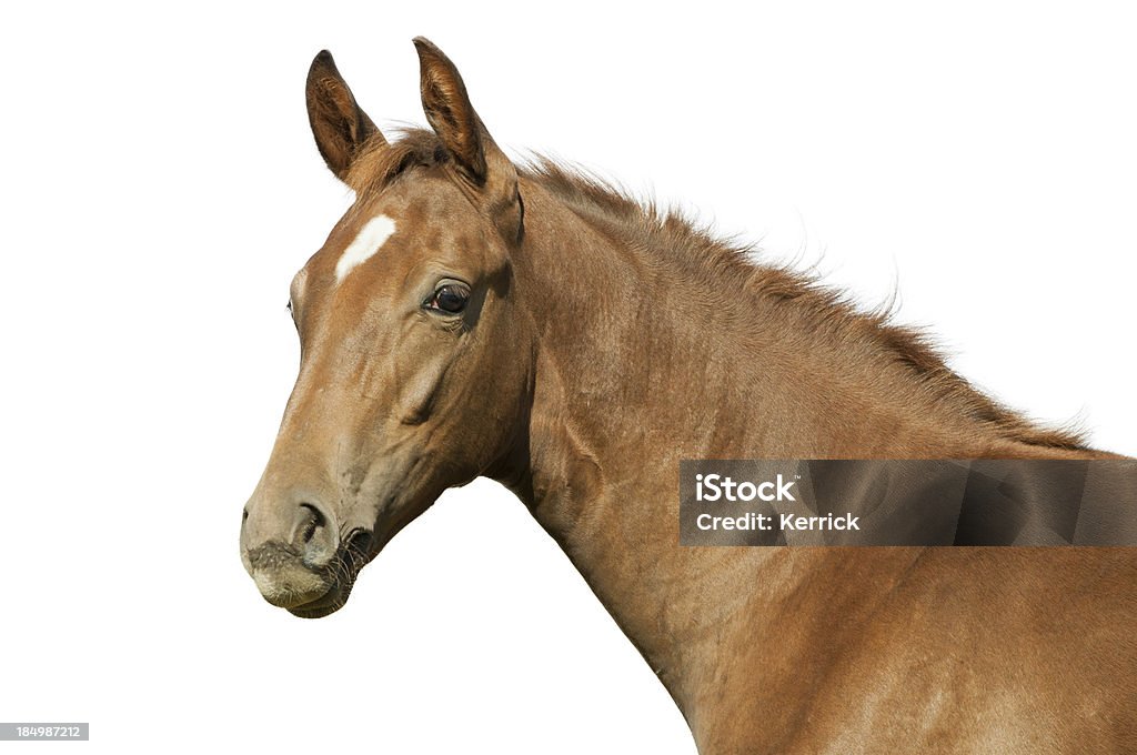 Warmblood Fohlen - Lizenzfrei Pferd Stock-Foto