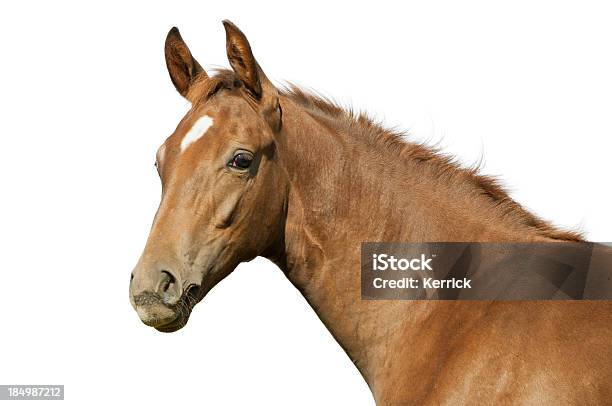 Warmblood Potro Foto de stock y más banco de imágenes de Caballo - Familia del caballo - Caballo - Familia del caballo, Cabeza de animal, Aire libre