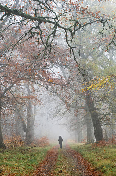 istock Figure in misty woodland 184987218