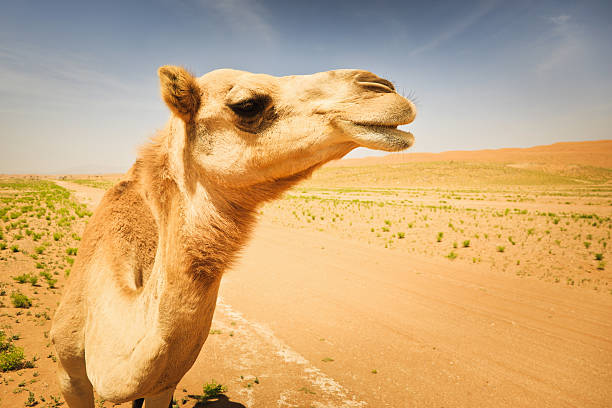 Portrait of a camel wearing a protective mask.
