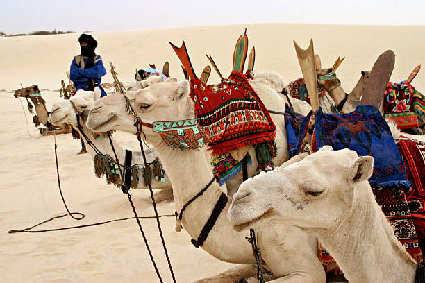 istock Camels and Tuareg Herders 184987525