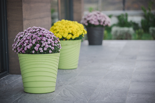 Colourful flowers in pots on a patio in front of a house