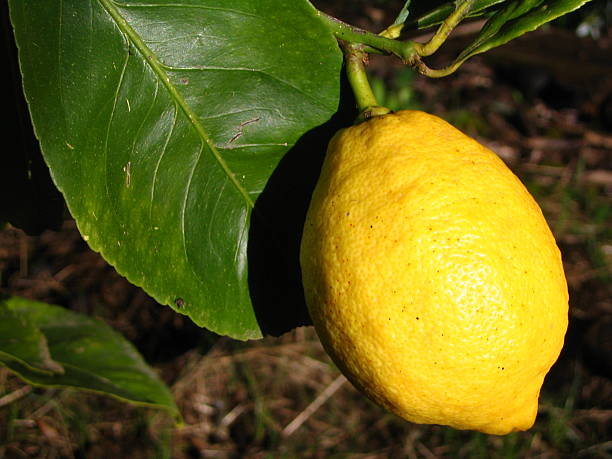 Lemon on the Tree
