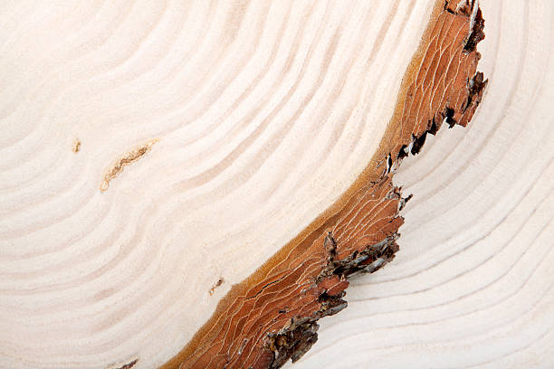 istock Cros section of wood 184987897