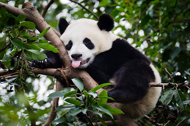 Panda with Tongue Out "A panda in a tree, sticking out its tongue. Picture taken at the Panda Research and Breeding Center in Chengdu, China." panda species stock pictures, royalty-free photos & images