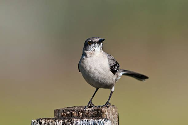 istock Northern Mocking bird perched on fence post 184988025