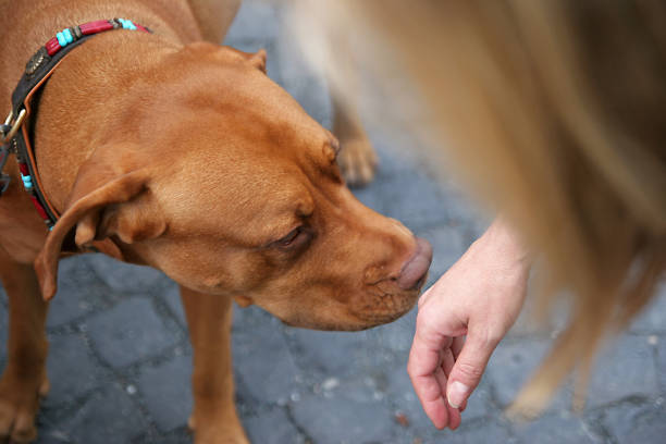 Who Are You Stranger Image shows the proper way to greet a dog.Offer the back of your wrist to the dog to smell. guard dog photos stock pictures, royalty-free photos & images
