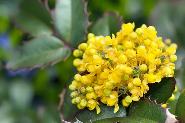 "Mahonia flower in spring.Please, see more flowers in my Lightboxes:"