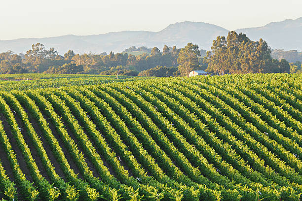 weinberg-landschaft - california napa valley vineyard farmhouse stock-fotos und bilder