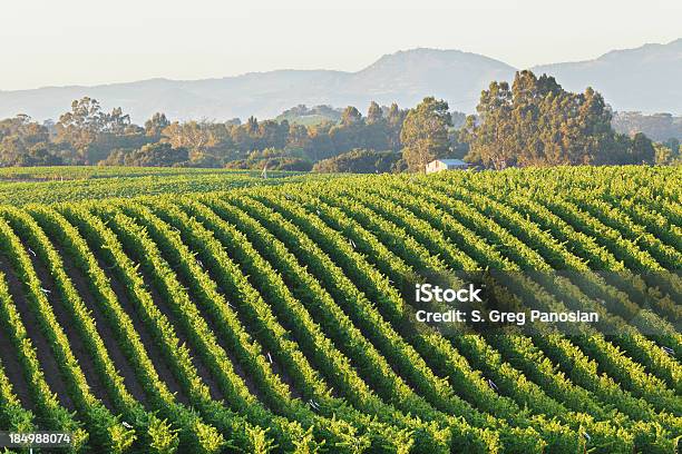 Paisaje De Viñedos Foto de stock y más banco de imágenes de Valle de Napa - Valle de Napa, Viña, Paisaje ondulado