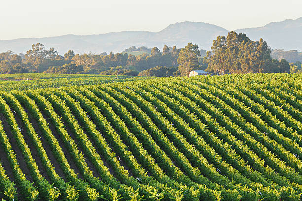 포도원입니다 풍경 - carneros valley napa valley vineyard california 뉴스 사진 이미지