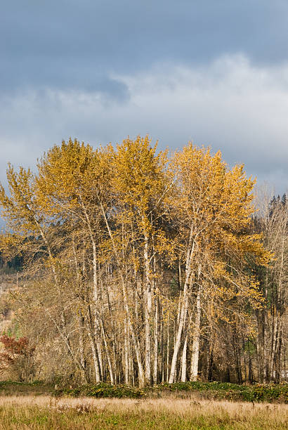istock Cottonwood Trees in the Fall 184988117