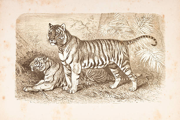 istock Engraving couple of Bengal tiger from 1882 184988394