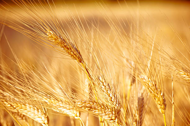 라이 - wheat whole wheat close up corn on the cob 뉴스 사진 이미지