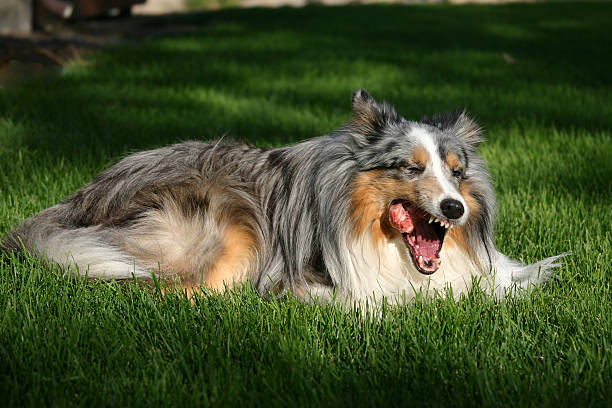 Dog eating chicken in grass. Blue merle sheltie eating raw chicken. sheltie blue merle stock pictures, royalty-free photos & images