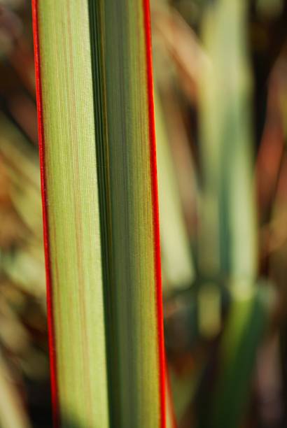 istock Sunlit 'Maori Queen' Flax (Harakeke) 184988518