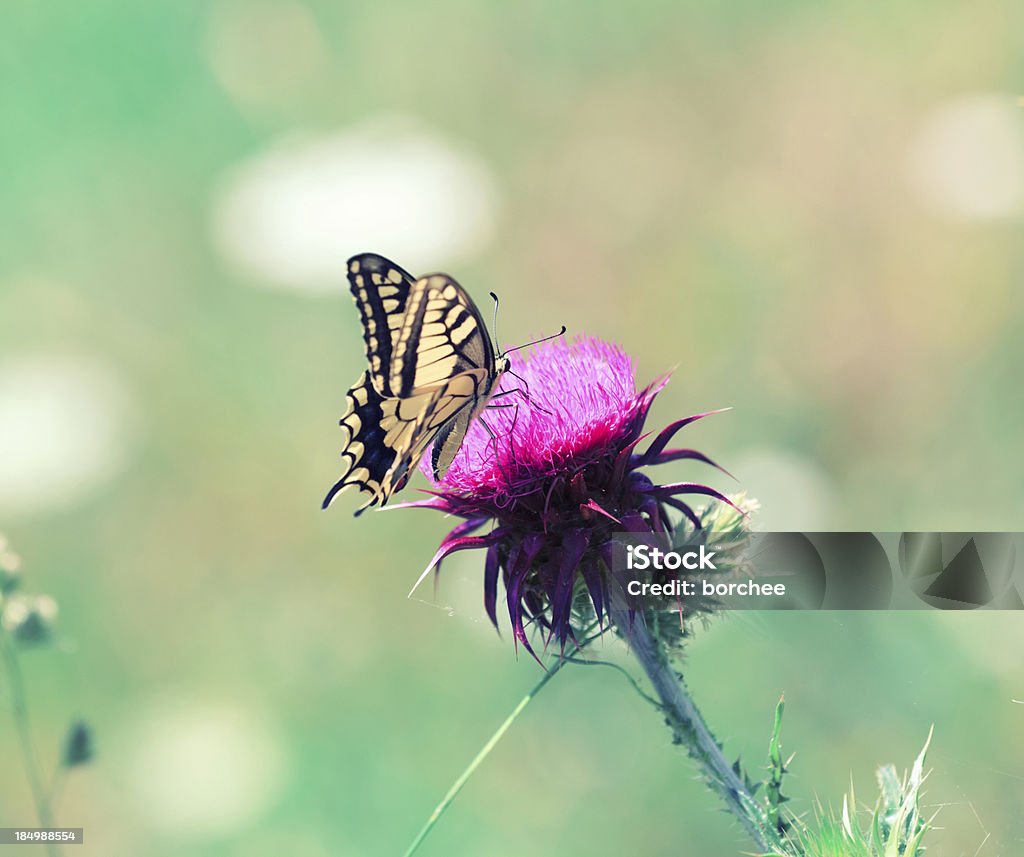 Papillon - Photo de Alpes européennes libre de droits
