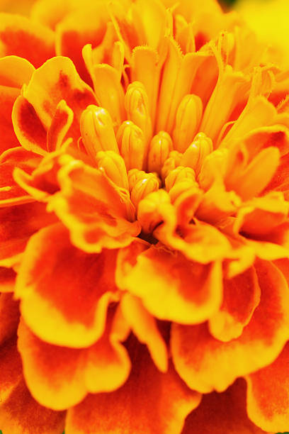 istock Marigold flower close-up 184988626