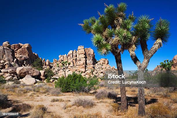 Joshua Tree Und Steine Stockfoto und mehr Bilder von Nationalpark Joshua Tree - Nationalpark Joshua Tree, Josuabaum, Landschaft