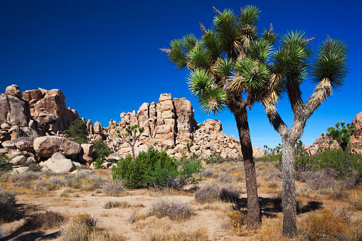 Mojave Desert, Joshua Tree National Park, California.
