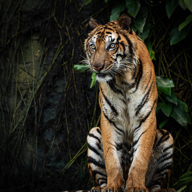 istock Photos of tiger in naturally. 1849887708