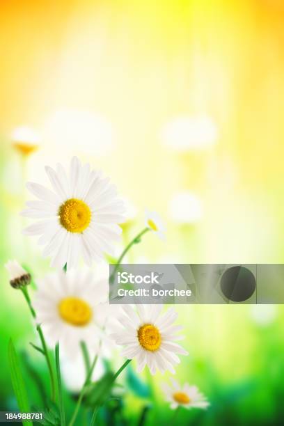 Flores De Primavera Foto de stock y más banco de imágenes de Aire libre - Aire libre, Amarillo - Color, Belleza