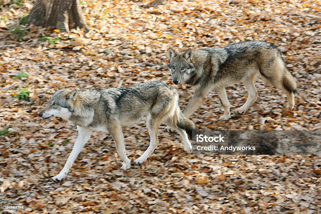 Running Gray Wolves - Lizenzfrei Bewegung Stock-Foto