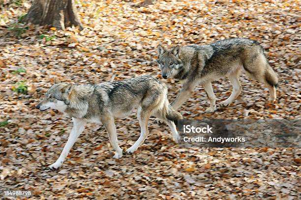 Running Gray Wolves Stockfoto und mehr Bilder von Bewegung - Bewegung, Bewegungsunschärfe, Blatt - Pflanzenbestandteile