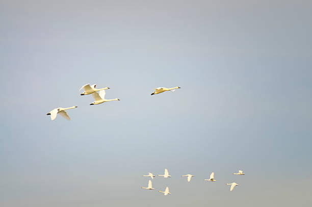istock Two Tundra Swan Groups In December 184988843