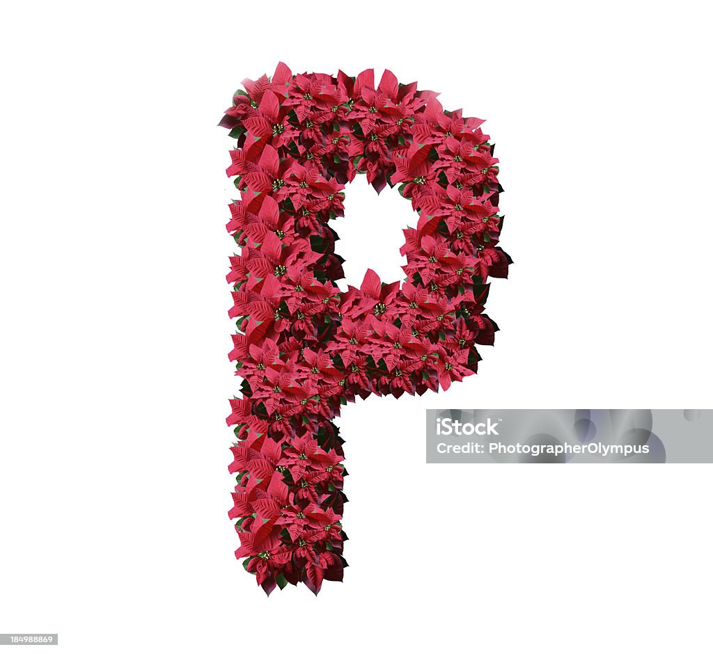 Poinsetia 알파벳 P - 로열티 프리 꽃-식물 스톡 사진