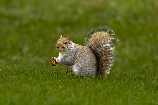 Squirrel on the green grass with a nut in its beak