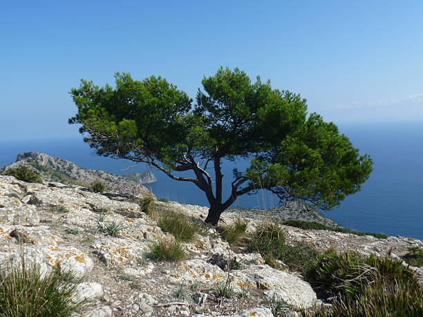 istock Evergreen tree in rocky seaside landscape 184988915