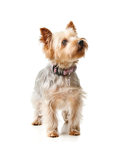 Purebred silky terrier looking up.  Please see my portfolio for more dog and other animal images.